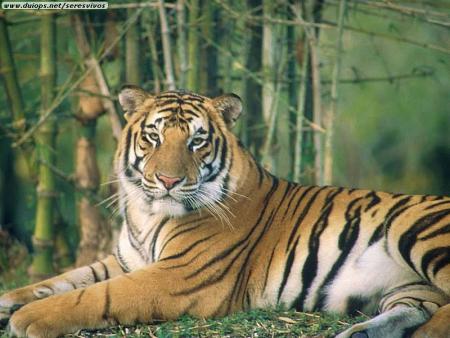 kes ke j aimerai avoir un tigre