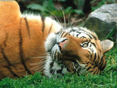 my tigre