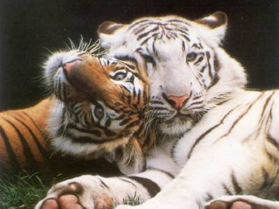 mes 2 animaux de ma vie réunies